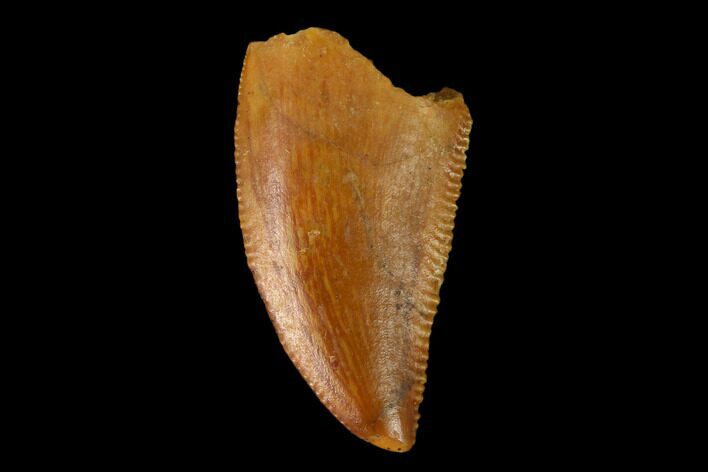 Serrated, Raptor Tooth - Real Dinosaur Tooth #149082